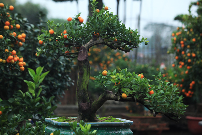 Đẹp mê hồn, quất tiểu cảnh cây đa giếng nước sân đình